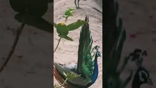 Thumbnail: Peacock dancing🦚 Theory: Behind the Scenes#peacockdancing#मोरनृत्य#animals#wildlife