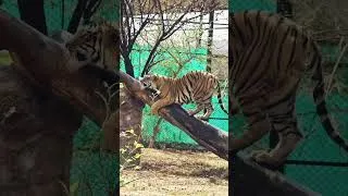 Thumbnail: Huge Male Tiger 🐯 at nahargarh biological park🥰#tiger #trending #viralvideo