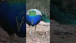 Thumbnail: Beautiful Peacock in natural habitat#indianpeafowl #youtube #trending #viralvideo