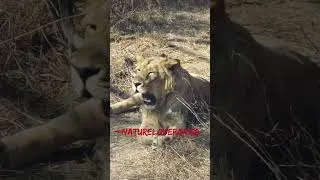 Thumbnail: Lion Safari #nahahargarhlionsafari #asiaticlions #junglesafari #wildlifephotography #amazingsafari