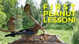 Thumbnail: Young Jays Learning to Crack Peanuts at the Feeder [ Jul. 2026 ]