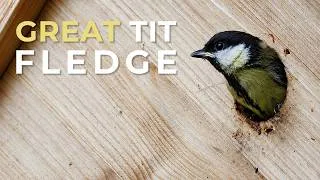 Thumbnail: Great Tit Fledge [ 2026 ]