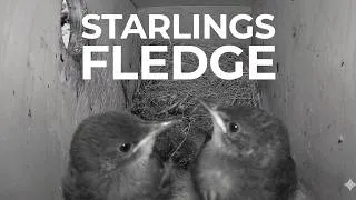 Thumbnail: Starling Fledge [ 2026 ]