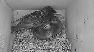 Thumbnail: Starling Nest Box Update