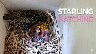 Thumbnail: Starling | Hatching [ 2026 ]