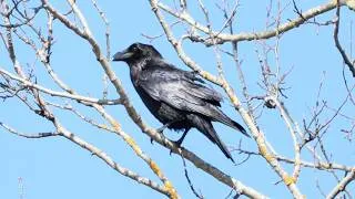 Thumbnail: Wildlife Activity Around the Bird Feeders [ April 2026 ]