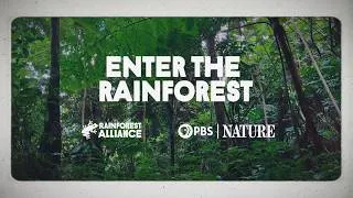 Thumbnail: Immerse Yourself in the Rainforest | PBS Nature x Rainforest Alliance