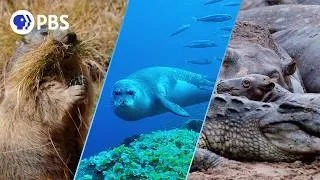 Thumbnail: How Nature Adapts to a Changing World
