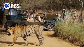 Thumbnail: Behind the Scenes: The Fight to Save India’s Tigers