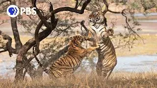 Thumbnail: Tiger Mom Fights to Protect Her Cubs