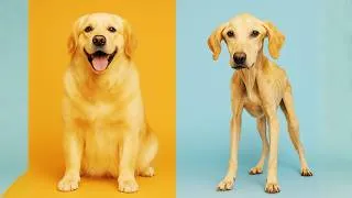 Thumbnail: Dog Grooming at Home – Pro Techniques Simplified