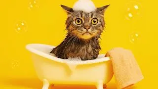 Thumbnail: How to Bathe Your Cat Safely and Stress Free