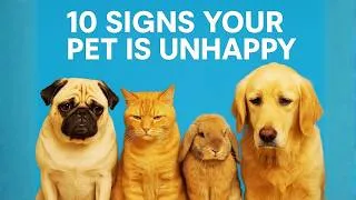 Thumbnail: 10 Signs Your Pet Is Unhappy