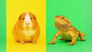 Thumbnail: Essential Feeding Guide for Exotic Pets