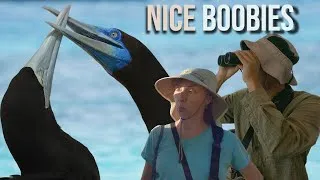 Thumbnail: Birding Michaelmas Cay & Cairns Esplanade