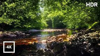 Thumbnail: Forest River Nature Sounds with Birdsong | Gentle Stream Ambience in 4K for Sleep