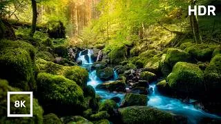 Thumbnail: Black Forest River Nature Sounds, Birdsong & Stream | 8K HDR Nature Ambience for Sleep and Focus