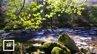 Thumbnail: Tranquil Stream in Sunlit Forest | Scottish Nature Ambience 4K