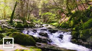 Thumbnail: White Noise Waterfall Sounds (4K 60fps) | Scottish Forest River for Sleep & Focus