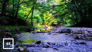 Thumbnail: Golden Hour Forest Stream | 4K Ultra HD Video Water Sounds for Deep Sleep & Focus ASMR