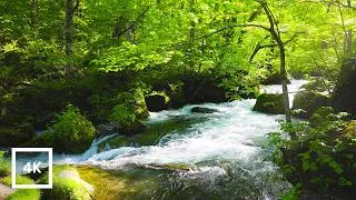 Thumbnail: 4K Oirase Gorge White Noise | Calming Water Sounds No Music