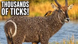 Thumbnail: Thousands of Ticks Covered This Waterbuck Until the Birds  Arrived