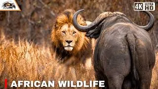 Thumbnail: AFRICAN SAVANNAH | The Brutal Truth of the Wild | Wildlife Documentary
