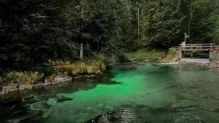Thumbnail: Forest River & Bird Sounds for Deep Sleep | Relax, Study & Meditate