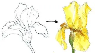 Thumbnail: How to draw a Yellow Iris (Step-by-Step) | Botanical Sketching