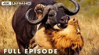 Thumbnail: Lion vs Buffalo | Africa's Deadliest Battles | FULL EPISODE | Wildlife Documentary