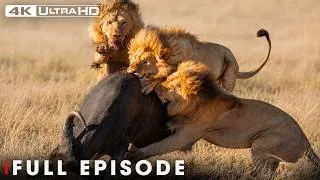 Thumbnail: Wild Serengeti | Only the Strongest Survive | FULL EPISODE | Wildlife Documentary
