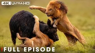 Thumbnail: Deadliest Hunts | Africa's Most Dangerous Predators | FULL EPISODE | Wildlife Documentary