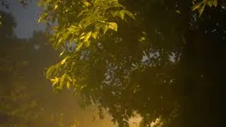 Thumbnail: The gentle, relaxing sound of rain helps you fall asleep more easily.