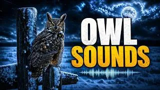 Thumbnail: Owls hooting in the night. 8 hours of echoing own sounds
