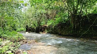 Thumbnail: Gentle River Sounds,Best Relaxing Forest Stream Sounds,Peaceful Sound Of Nature.