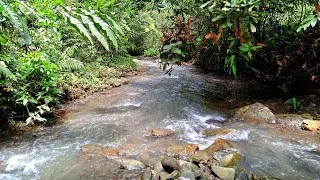 Thumbnail: Forest Stream Sounds,Relaxing Nature Sounds,Gentle Water Sound For Sleeping,ASMR.