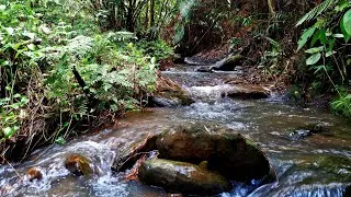 Thumbnail: Gentle Forest Stream Sounds BEST For Deep Sleep,Relax,Focus,Meditation & Reduce Stress.