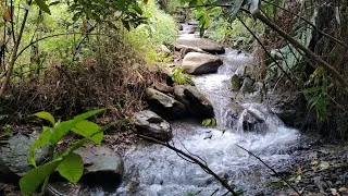 Thumbnail: Relax and Fall Asleep Fast With Gentle Forest Stream Sounds,Birds Chirping,Natural Sounds.