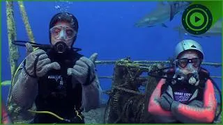 Thumbnail: We Put 14-Year-Olds in Chainmail Armor to Feed Giant Tiger Sharks