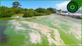 Thumbnail: The Strangest Aquatic Mutation Sweeping The Coast