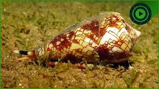 Thumbnail: Ranking Nature’s Most Deceptive Micro-Predators