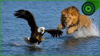Thumbnail: The Only Bird That Can Outrun a Lion