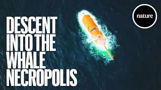 Thumbnail: Whale graveyard discovered 7km under the sea