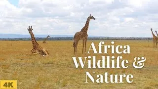 Thumbnail: Africa Wildlife Nature Videos and Focus Music 4k| Relaxing Scenery | Calming Music