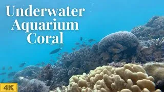 Thumbnail: Underwater Coral Reefs and Aquarium | Relaxing Scenery | Calming Music