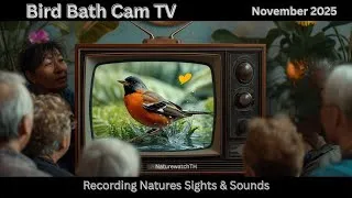 Thumbnail: Bird Bath Cam TV-Black headed and Black Crested Bulbul enjoying a bath