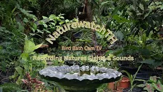 Thumbnail: Bird Bath Cam TV- Bird Sounds and Relaxing Music watching birds in a tropical garden.