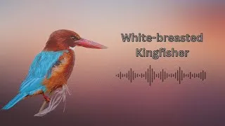 Thumbnail: The Call of the White-breasted Kingfisher | Recorded in Northern Thailand