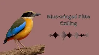 Thumbnail: The Call of the Blue-winged Pitta | Summer Migrant to Northern Thailand
