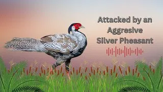 Thumbnail: Silver Pheasant Attack!  A Wild Encounter in Nam Nao National Park